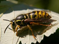 Common Aerial Yellowjacket